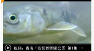 青海·我们的国家公园 第1集 草海（上）