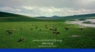 云上青洽会：玉树篇