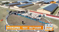 绿色发展品牌赋能 “祁连羊”跑出产业加速度
