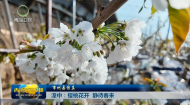 市州县传真 湟中：樱桃花开 静待春来