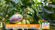 设施农业铺就乡村增收“甜蜜路”