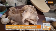 灵芝菇首次试种成功 西宁城北打造特色农业新标杆