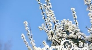 浙江东阳：乡村李花盛开如雪景