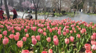 近40万株郁金香绘就春意 南京“莫奈花园”升级亮相