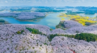 贵阳贵安：万亩樱花沐春风 花开如雪漫山野