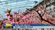 循化：大棚春色 桃花盛开