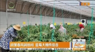 政策春风润田间 蓝莓大棚传佳音