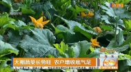 大棚蔬菜长势旺 农户增收底气足