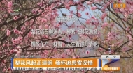 梨花风起正清明 缅怀追思寄深情