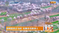 清明踏青正当时 化隆杏花醉游人