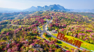 【这个城市有点潮】贵州毕节：杜鹃百里漫山野 “地球彩带”扬起最炫民族风