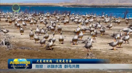 大美短视频·这就是青海 刚察：冰融水清 群鸟共舞