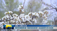 海东市乐都区第九届“梨韵河湟花漫乐都”文化活动将于4月16日启幕