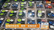 蓝莓价格走低 解锁“蓝莓自由”