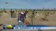 【市州县传真】刚察：在青海湖畔种下一棵“生命树