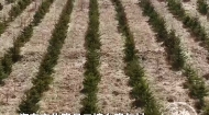 海东化隆植绿护绿固水土 生态造林护家园