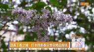 寻美丁香之城 打卡四条春日赏花精品路线