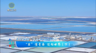 今日青海 20260430 “盐”值青海 迈向世界（下）