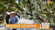 海棠花开迎宾客 古风汉韵醉夏都