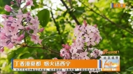 丁香漫夏都 烟火话西宁