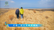 今日青海 20260507 青海：绿色长城在崛起