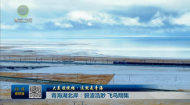 大美短视频·这就是青海 青海湖北岸：碧波浩渺 飞鸟翔集