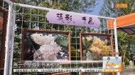 丁香争艳满夏都 绘就生态新画卷