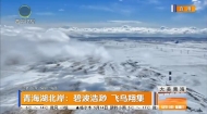 青海湖北岸：碧波浩渺 飞鸟翔集