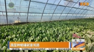 蔬菜种植铺就富民路