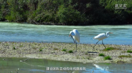 美丽中国行｜这条天山能源大动脉 竟是候鸟“安全通道”