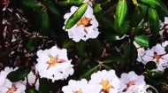 姹紫嫣红！山间杜鹃次第开 孟达天池杜鹃花海如约而至