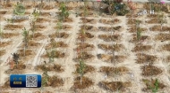 援青干部在贵德“援青林”开展植树活动
