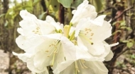 杜鹃初绽 互助开启夏日赏花盛宴 最佳观赏期6月5日至30日