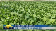 湟中：小蔬菜大产业 种出增收新希望