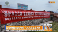 百万裸鲤放流青海湖 共筑高原生态屏障