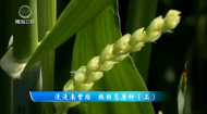 今日青海 20260617 漫漫南繁路 粒粒高原种（上）