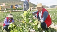 走，摘菜去！共享菜园的菜成熟了