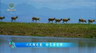 今日青海 20260625 以天路为卷 绘高原青绿
