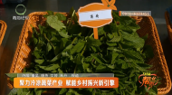 聚力冷凉蔬菜产业 赋能乡村振兴新引擎