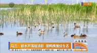 乌兰：碧水芦荡摇清影潜鸭携雏绘生态