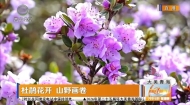 杜鹃花开 山野画卷