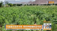 万亩蚕豆喜获丰收 特色种植铺就富民路