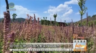 百姓1时间 20260731