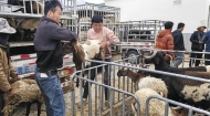 这个“牛市”有点忙
——探访黄南州河南县活畜交易集散中心