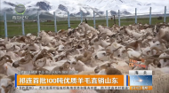 祁连首批100吨优质羊毛直销山东