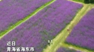 秋日浪漫已就位！七里花海繁花遍野 解锁短途游玩新体验