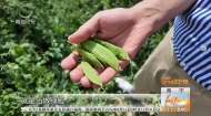 冷凉蔬菜成名片 高原好物走四方