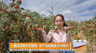 一颗高原枸杞的旅程 全产业链赋能乡村振兴