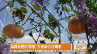 紫藤长廊绘美景 农旅融合促增收