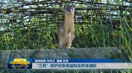 “三有”保护动物香鼬现身青海湖畔